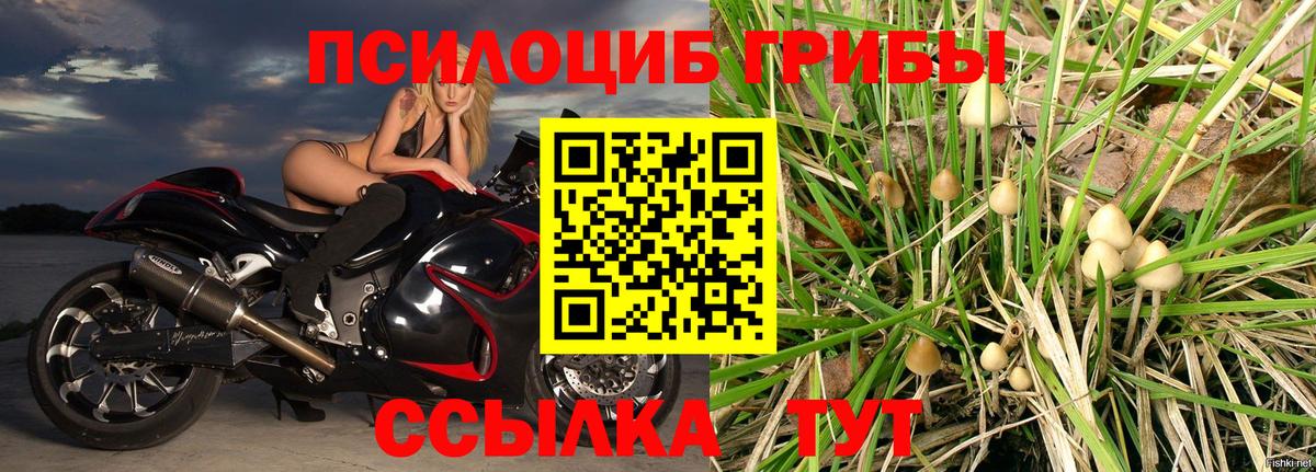 Буйнакск  магазин продажи   Галлюциногенные грибы Psilocybe  Вход с VPN  Галлюциногенные грибы Magic Shrooms 