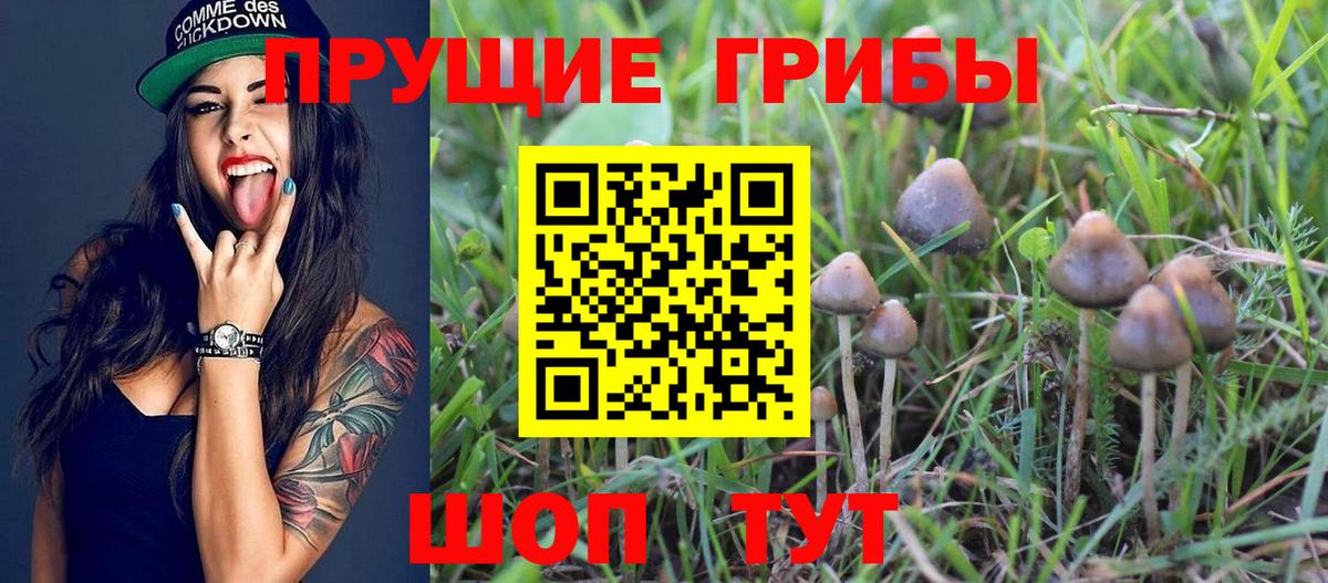 Псилоцибиновые грибы прущие грибы Буйнакск